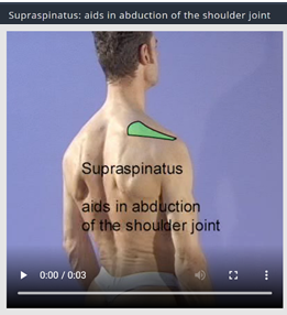 File:Supraspinatus aids in abduction.png