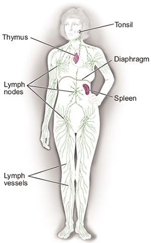 Lymphatic system  Class 10 Biology Notes  Teachoo  Concepts