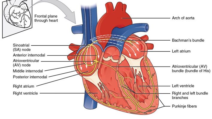Heart conduction system .jpeg