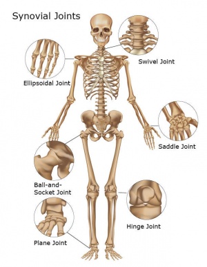 Joints-of-body.jpg