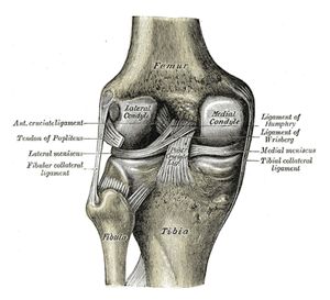A partial proximal ACL tear with a mostly normal appearance of the
