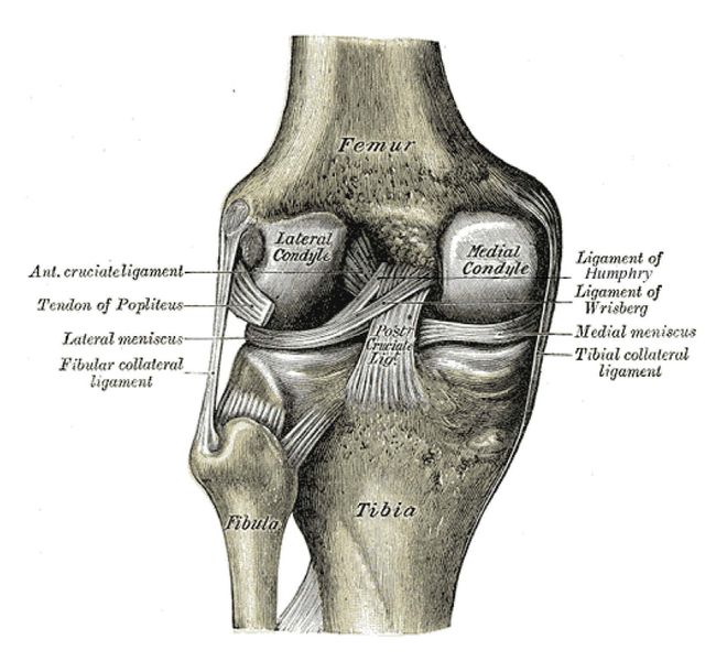 File:Knee-joint.jpg