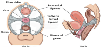 round ligament attachments
