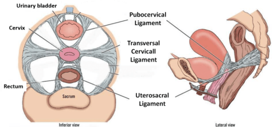 The Uterine And Cervical Ligaments Physiopedia