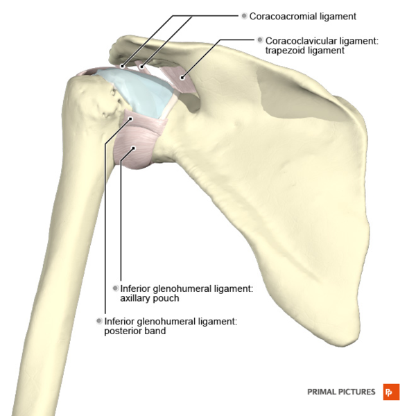File:Ligaments of the shoulder posterior aspect Primal.png