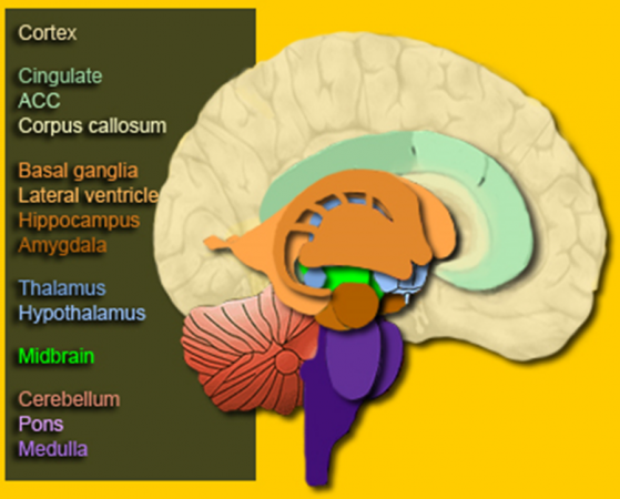 El cerebro 1.png