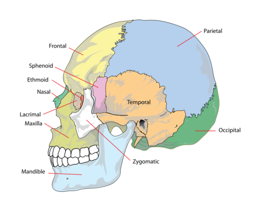 Human skull side.png.png