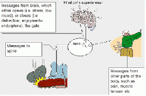 gate control theory of pain diagram