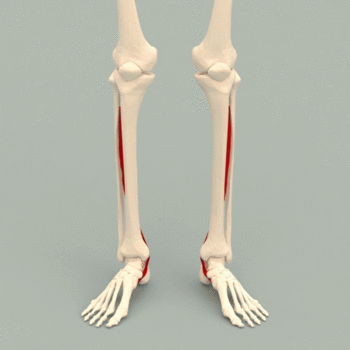 Tibialis posterior muscle - animation.gif