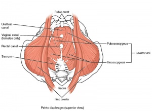 Pelvic Cavity: Reproductive Viscera In the Female