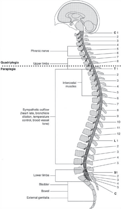 Spinal Cord Injury - Physiopedia