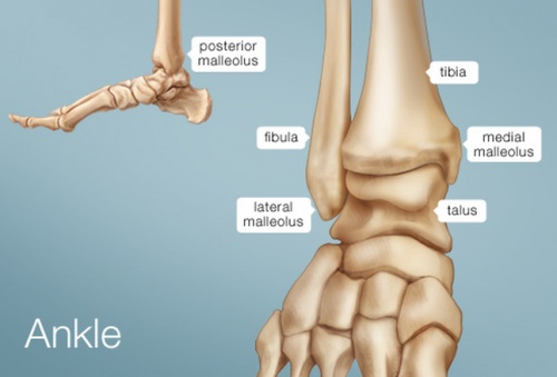 CrossFit  Bones of the Foot and Ankle