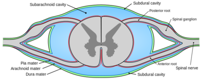 dorsal and ventral spinal cord