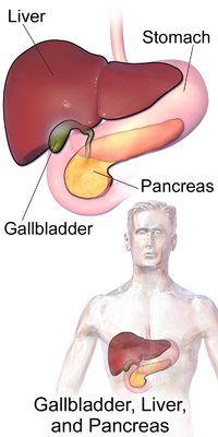 Gallbladder, Liver, and Pancreas.png