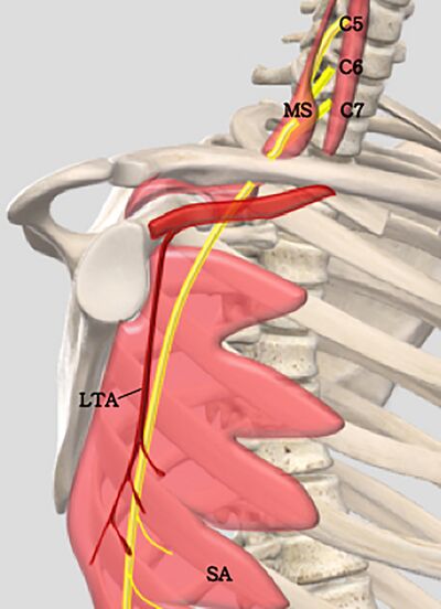 thoracodorsal nerve axillary dissection