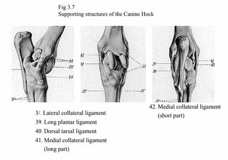 Canine Hindlimb Anatomy - Physiopedia