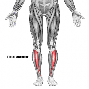 tibialis anterior exercises