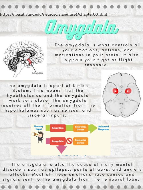 Amygdala - How Emotions Happen.jpg