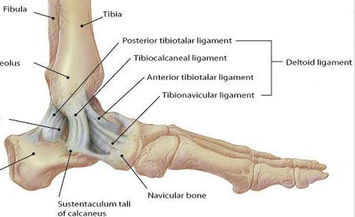 Medial Ankle Ligament Physiopedia