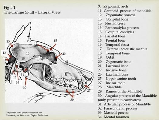 Anatomy of the Canine Spine - Physiopedia