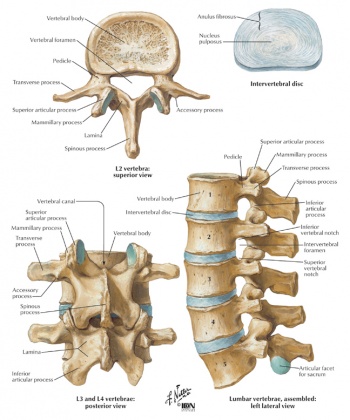 Illustration of thoracic vertebrae showing vertebral body, pedicles