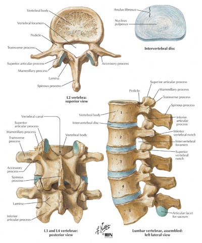 Low Back Pain and Young Athletes - Physiopedia