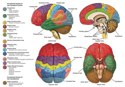 central nervous system brain diagram