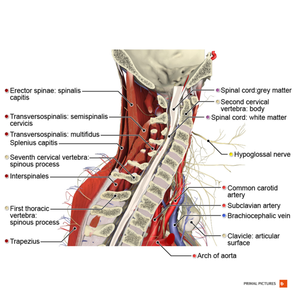File:Sagittal section of the cervical spine Primal.png