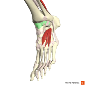 Ankle Joint - Physiopedia
