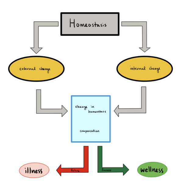 homeostasis diagram temperature