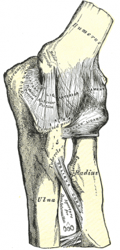 elbow joint ligaments