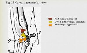 Canine carpal lig lateral view.jpeg