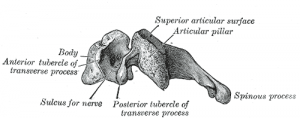 Cervical vertebrae, Encyclopedia, , Learn anatomy