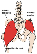 Gluteus Medius.PNG