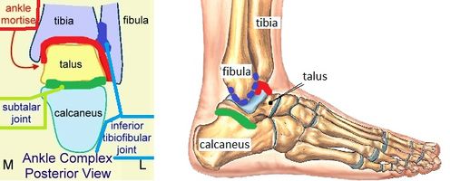 Stress tests for Ankle ligaments - Physiopedia