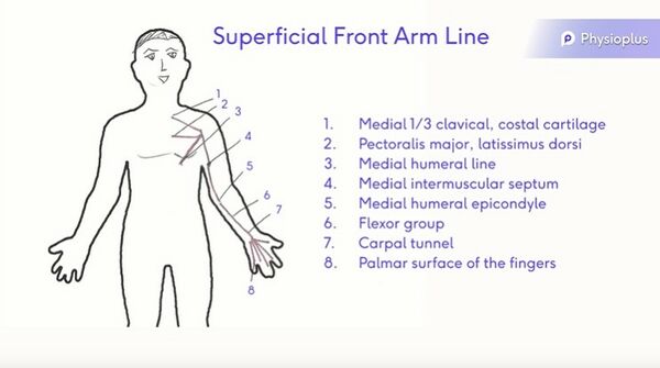 Superficial front Arm Line drawn by Rina Pandya, edited by physioplus team
