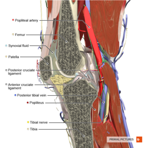 https://www.physio-pedia.com/images/thumb/1/10/Sagittal_section_of_the_knee_joint_Primal.png/300px-Sagittal_section_of_the_knee_joint_Primal.png
