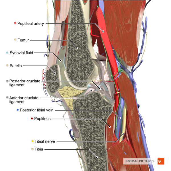 File:Sagittal section of the knee joint Primal.png