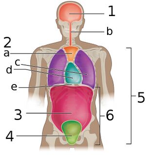 Anatomy of pelvis::. Pelvis is the lower section of the box…, by  ARUNGANDHI G