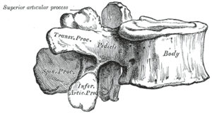 Anatomy of a Lumbar Vertebra