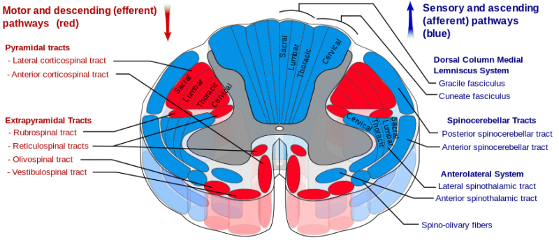 File:Spinal cord cross section.png