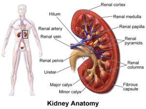 Renal function test 