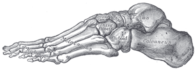 Lateral Arch of the foot.png