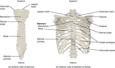 Rib - (1st) [true rib] - Pocket Anatomy