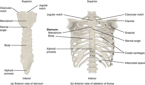 Write a short note on Rib cage with a neat labelled diagram.
