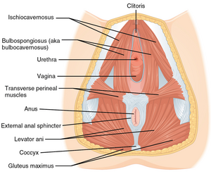 Urinary Incontinence - Physiopedia