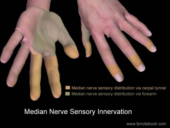 Medianeus Zenuw Sensory