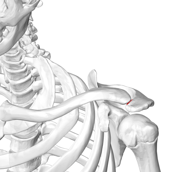 File:AC Joint.png