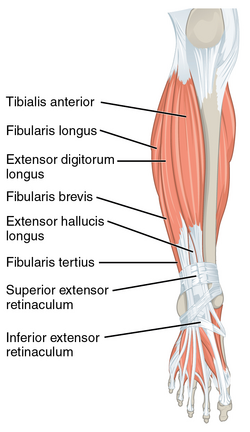 Basic Foot and Ankle Anatomy - Muscles and Fascia - Physiopedia