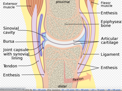 tendons and ligaments diagram